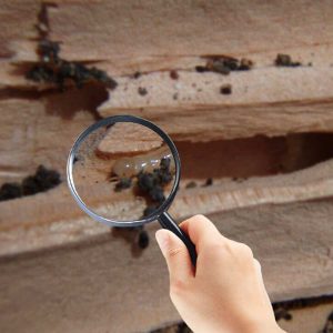 termite inspection