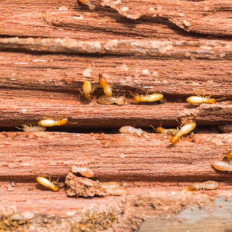 Things You Should Do To Prevent Termites In Your Home Andy S Pest Control