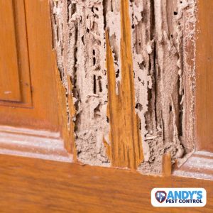 Termite Inspection in Sydney