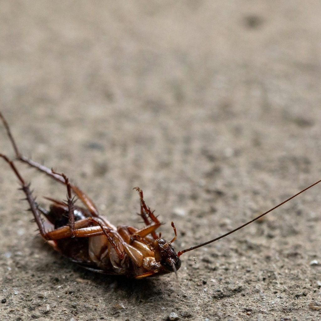 Sydney Pest Control: Local Pest Experts Reveal Strategies to Permanently Repel Cockroaches