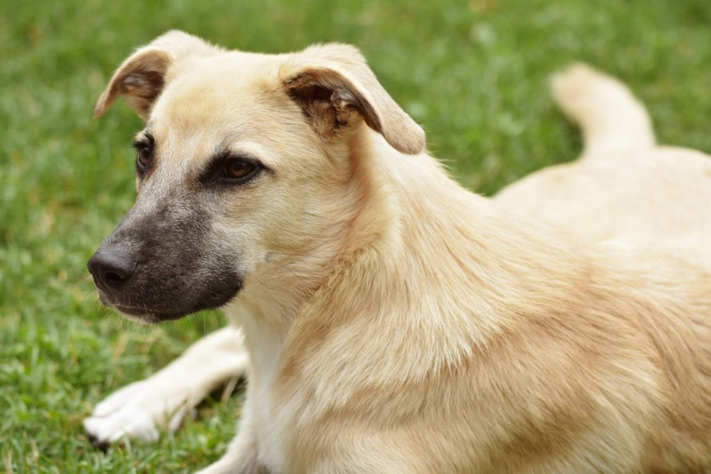 Termite Treatment Sydney: Pest and Termite Control for Pet Owners