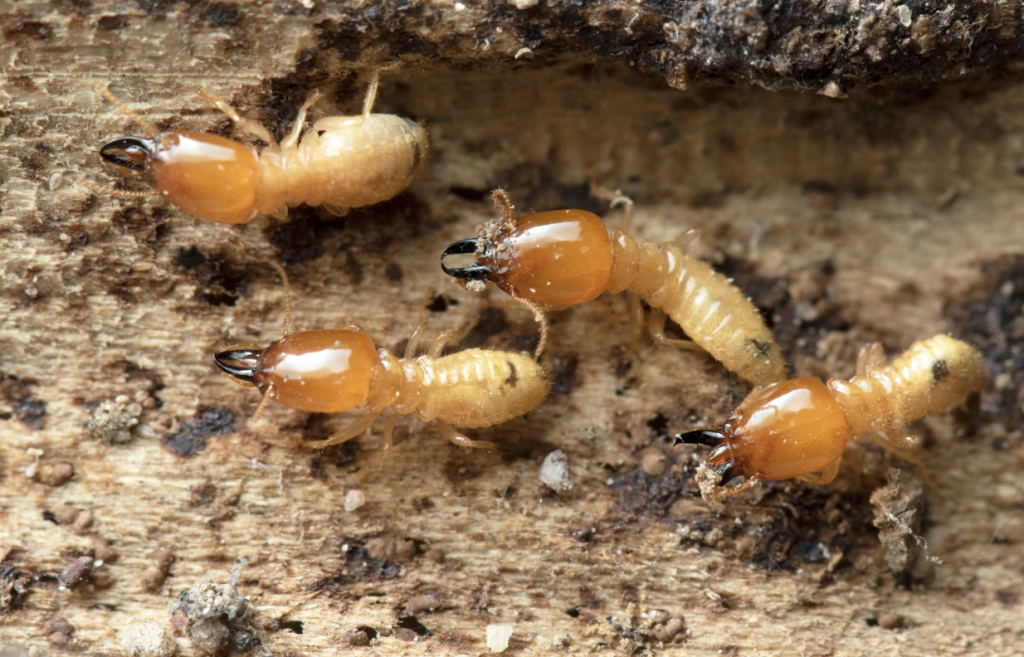 Do I Need A Termite Inspection Before Buying a House in Sydney?