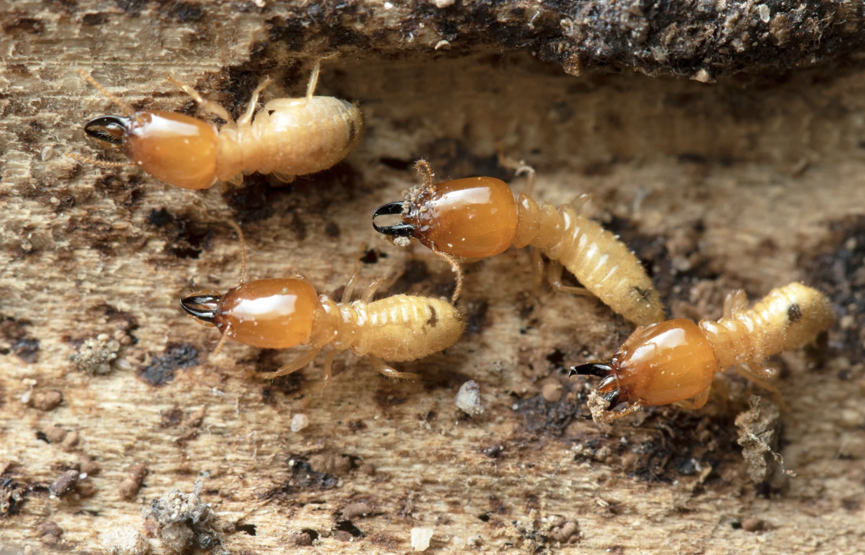 termite pest control sydney