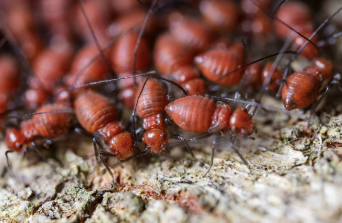 termite control