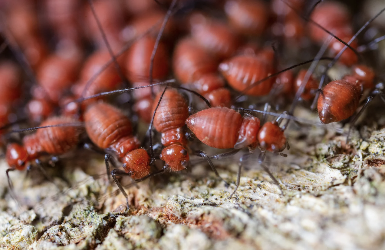 termite control