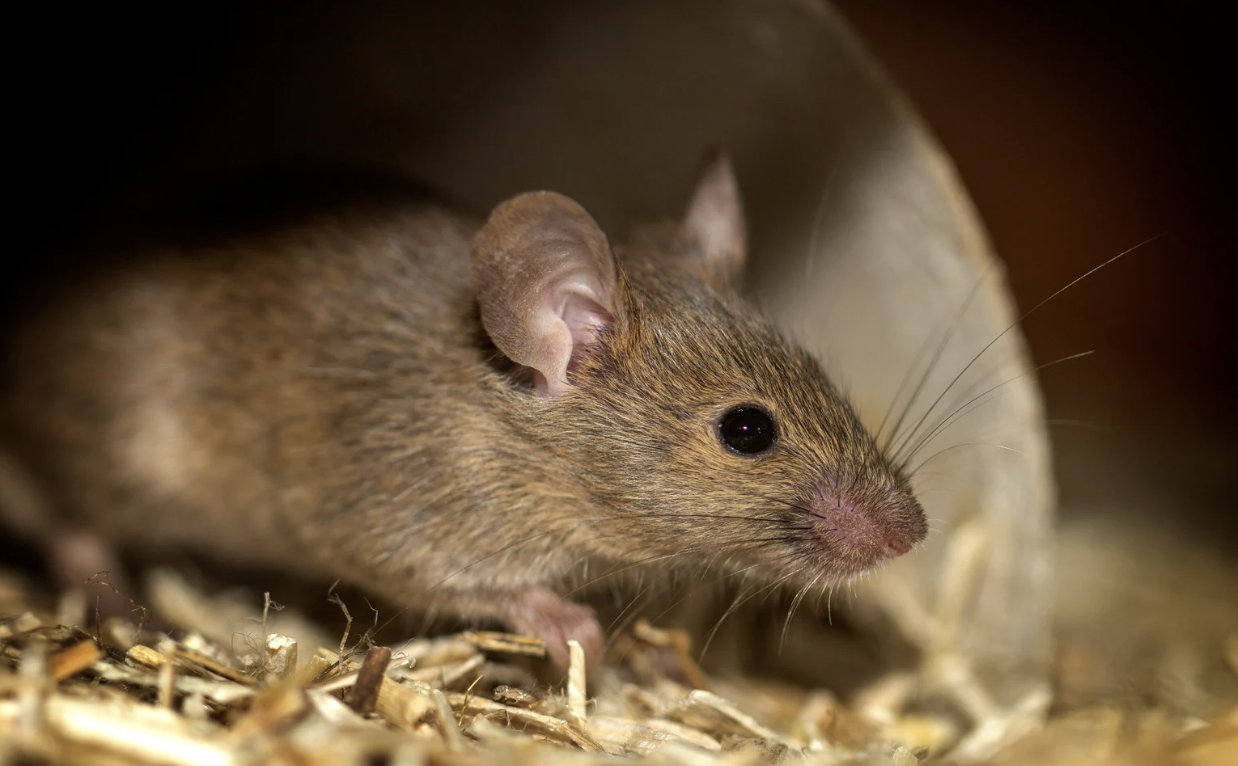 mice control sydney
