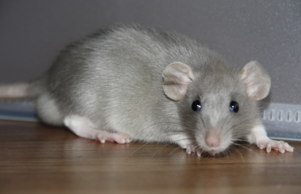 Top 5 Rodent Control Service Myths
