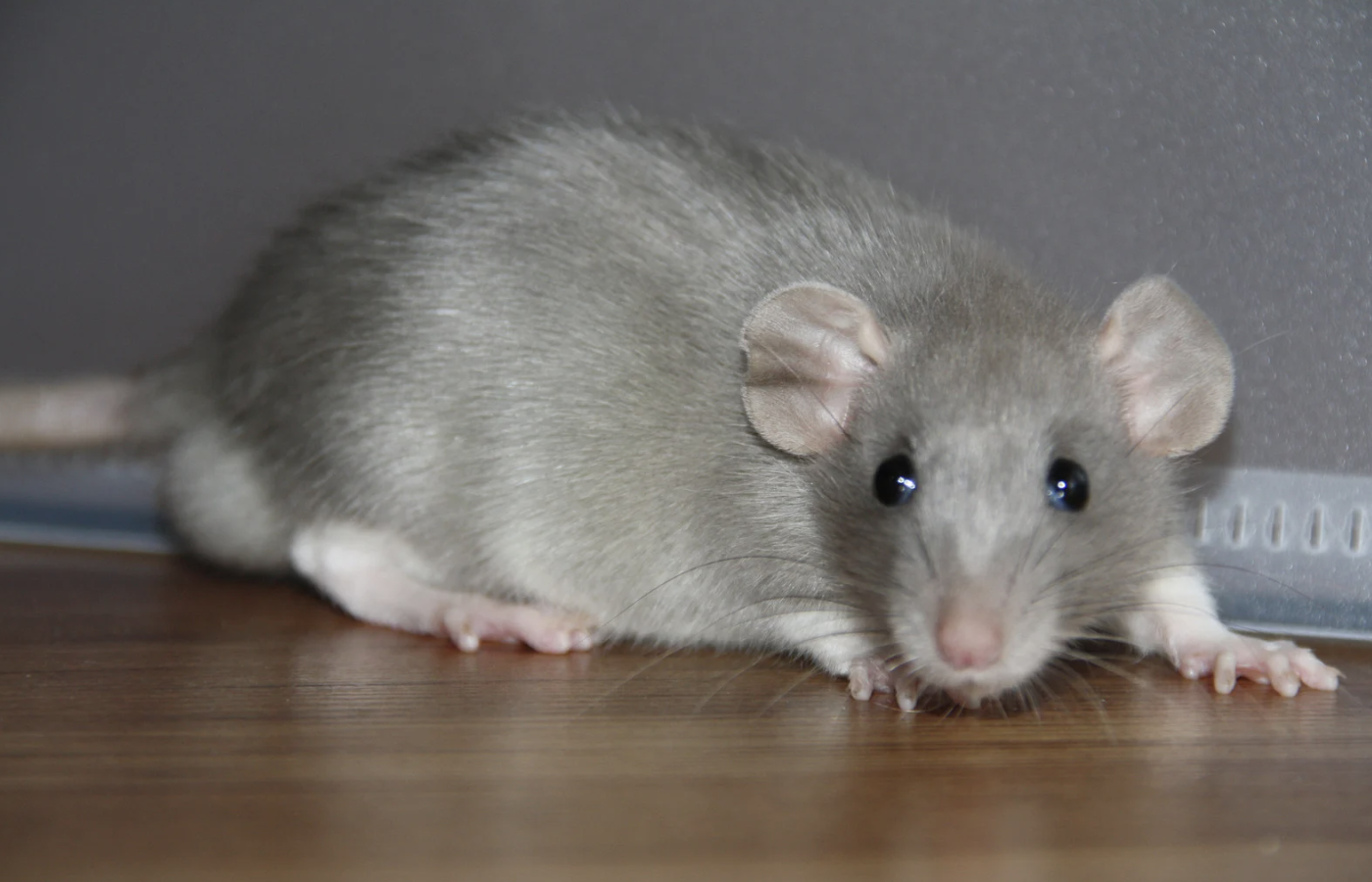 rodent control Sydney