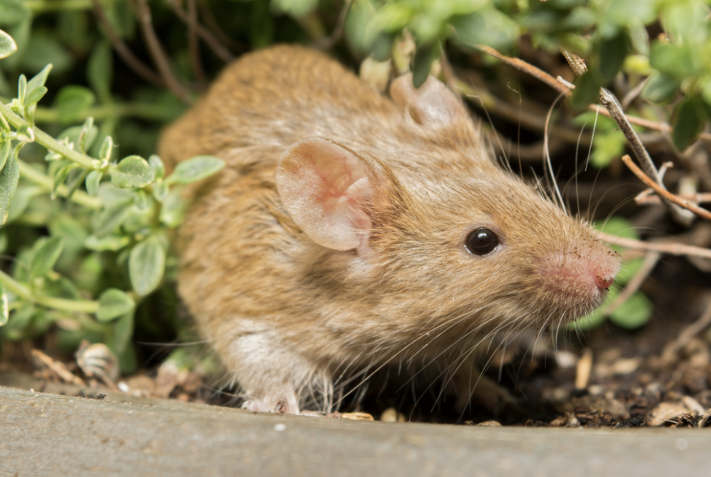 5 Garden Signs You Need a Mice Exterminator