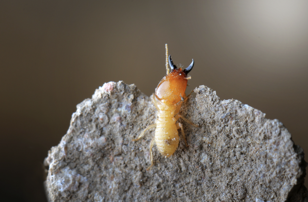 How Long Does Termite Removal Take?