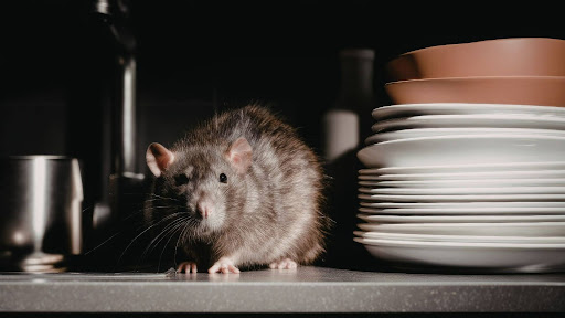 Do Restaurants Have to Show Proof of Rat Control in Sydney?