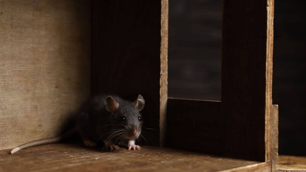 How Long Does Rodent Removal Take to Work in Sydney?