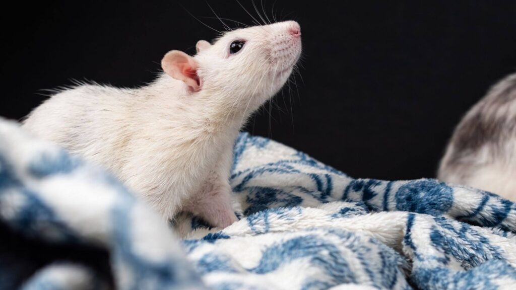 Mouse or Rat? How to Identify Rodents in Sydney Homes