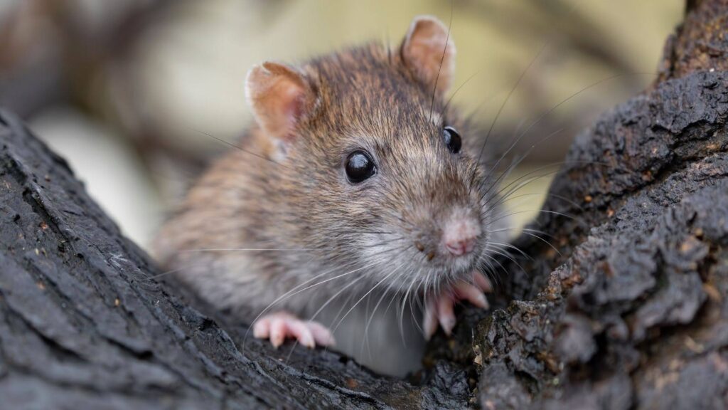 Top 5 Winter Pests Blue Mountains Homeowners Should Watch For